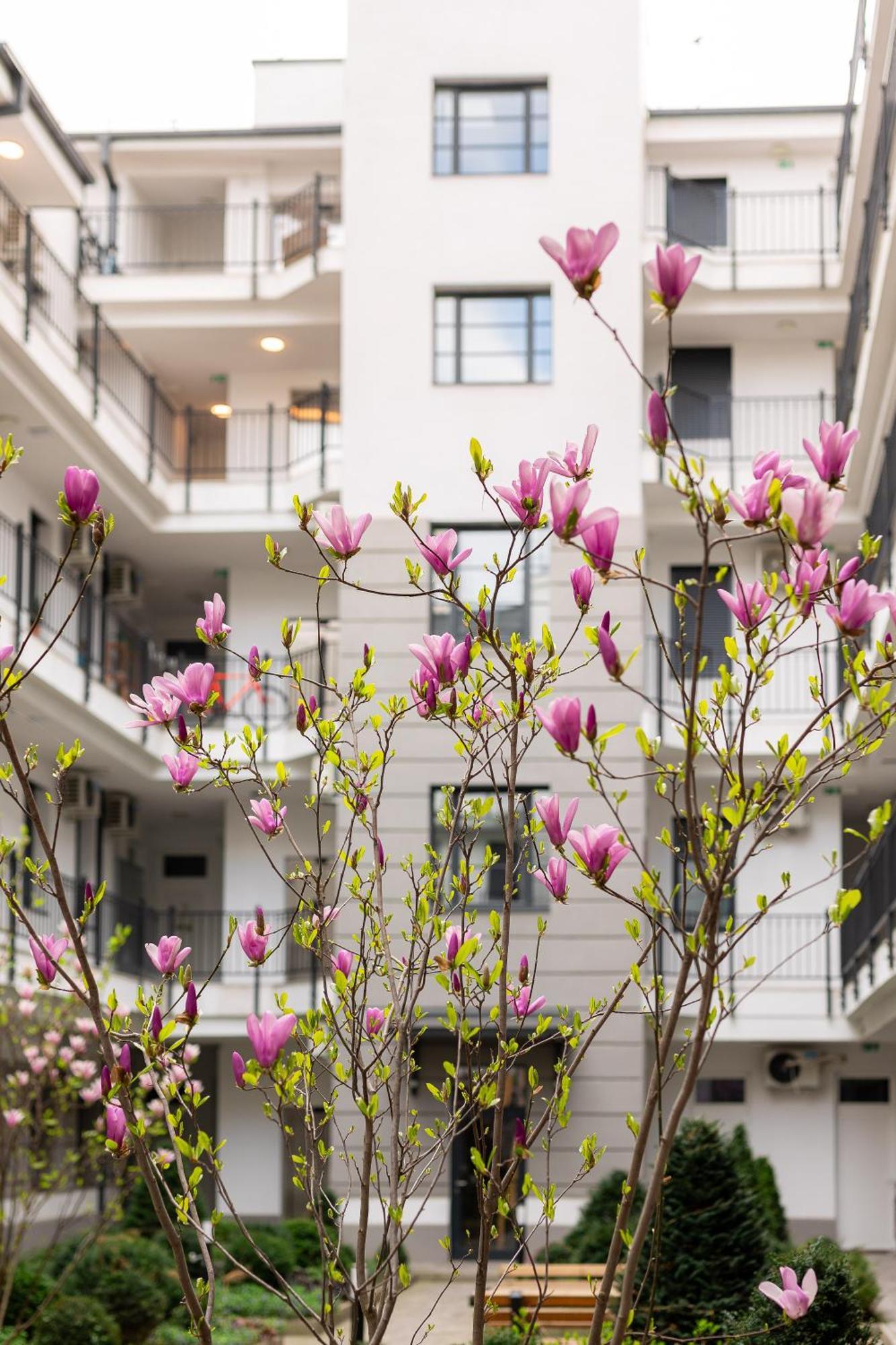 Magnolia Budapest